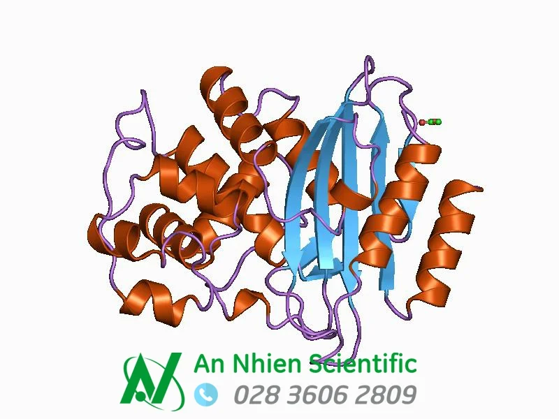 Beta-Lactamase